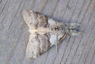 Calliteara pudibunda(♂)