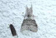 Calliteara pudibunda