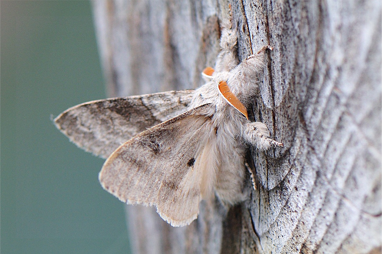 Calliteara pudibunda(♂)