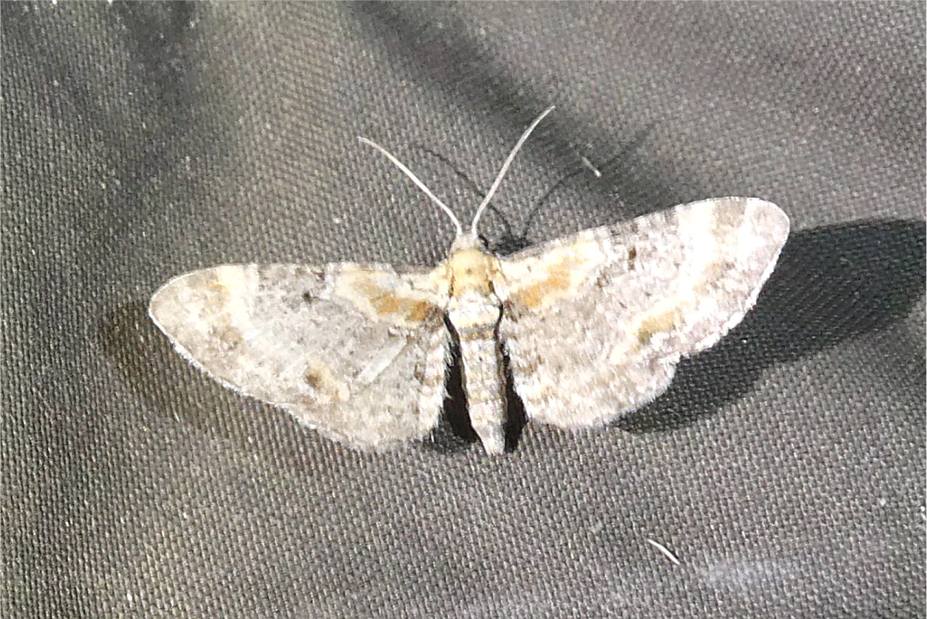 Eupithecia linariata