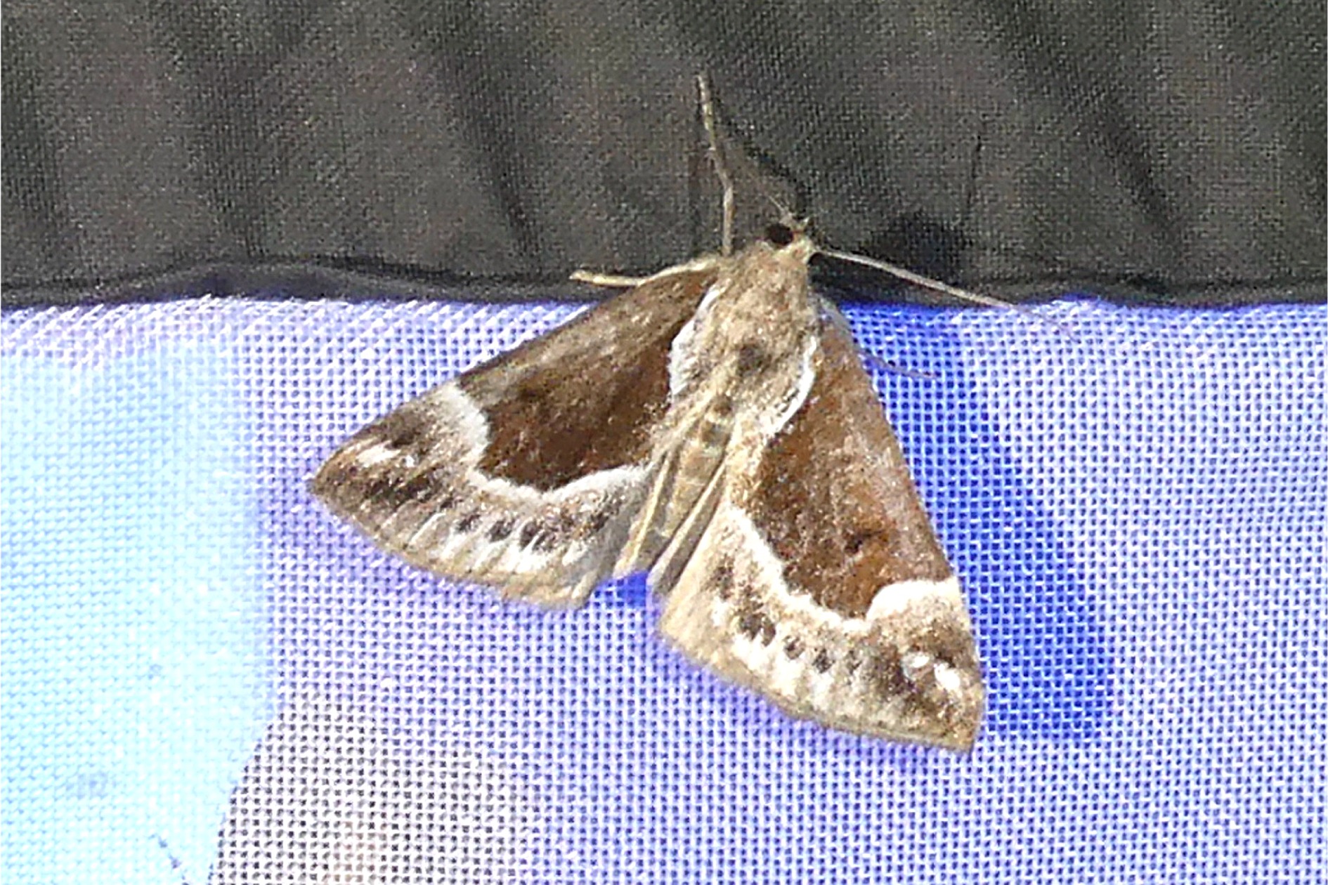 Hypena crassalis