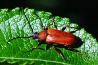 Stictoleptura (Corymbia) rubra