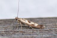 Scythris limbella
