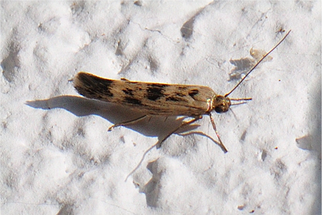 Scythris limbella