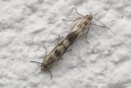 Scythris limbella(Kopula)