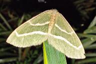 Hylaea fasciaria f prasinaria