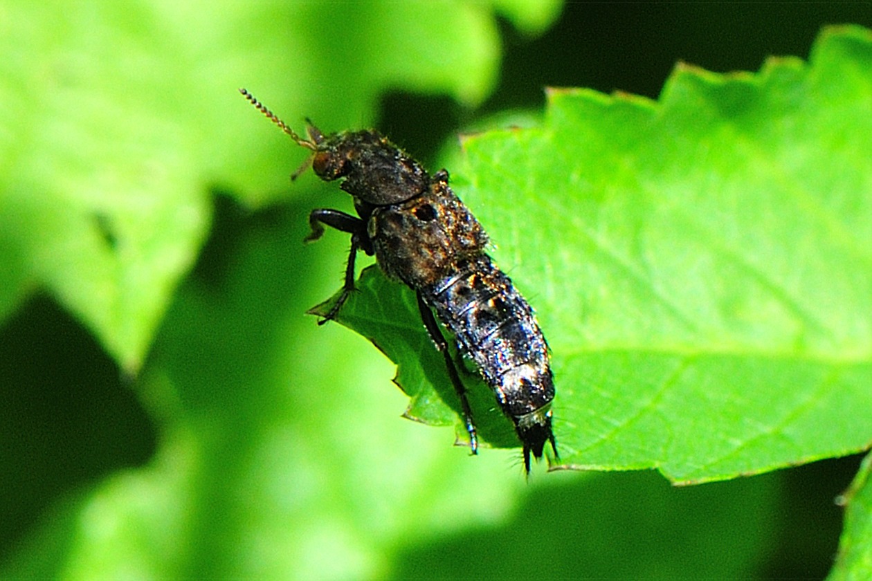 Ontholestes murinus