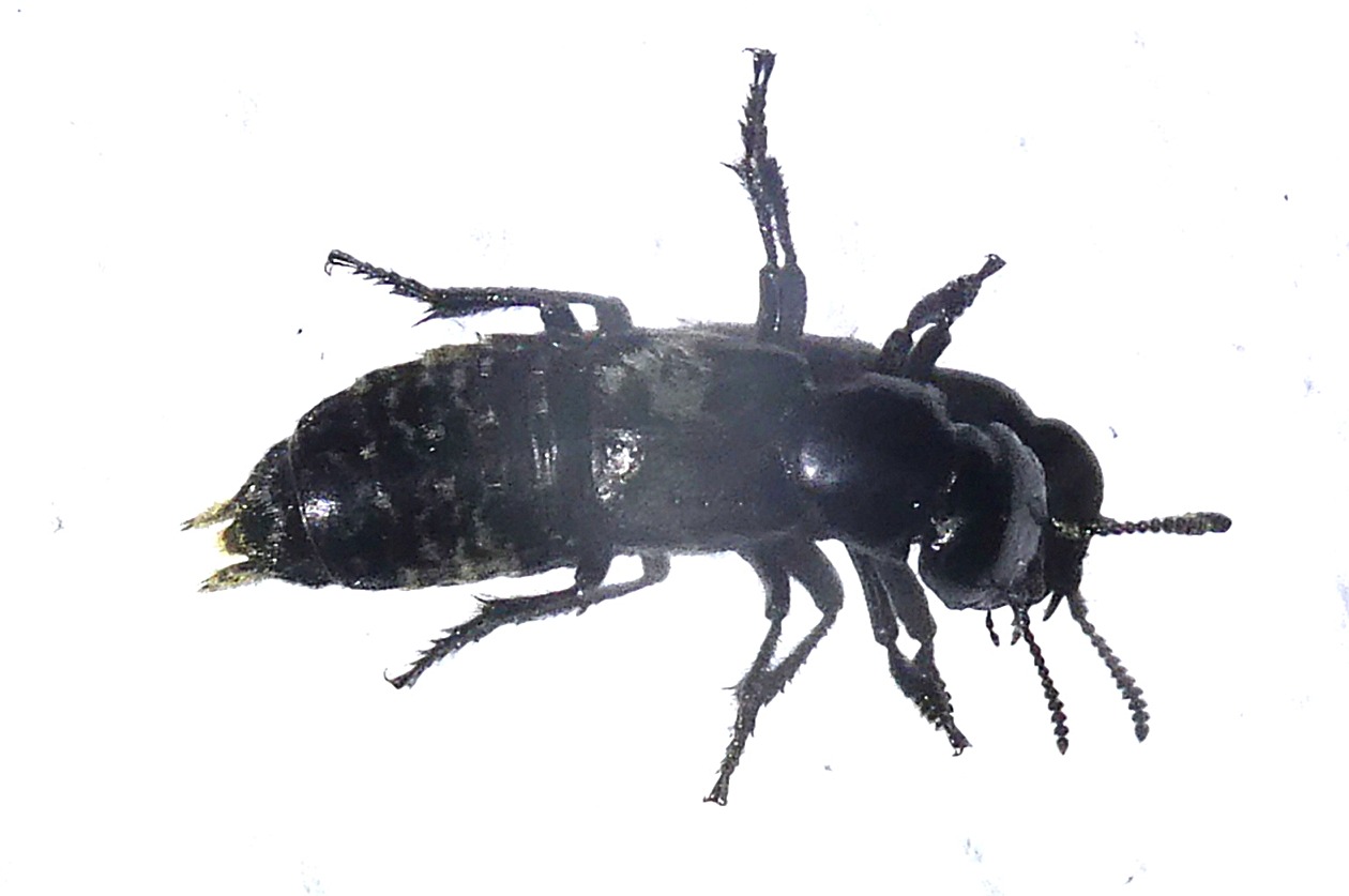 Ocypus ophthalmicus