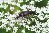 Leptura aethiops