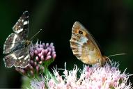 Erebia aethiops