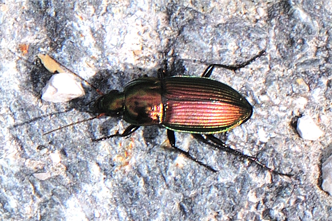 Poecilus versicolor