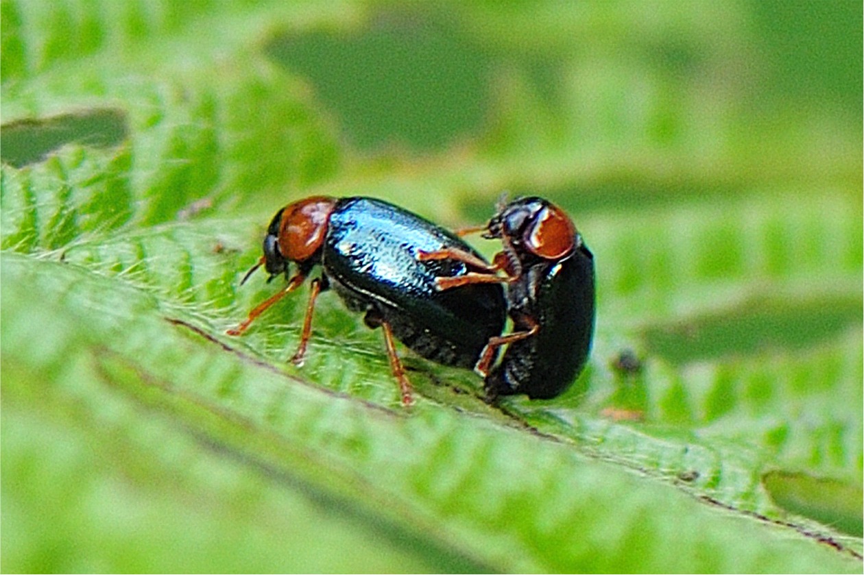 Smaragdina salicina