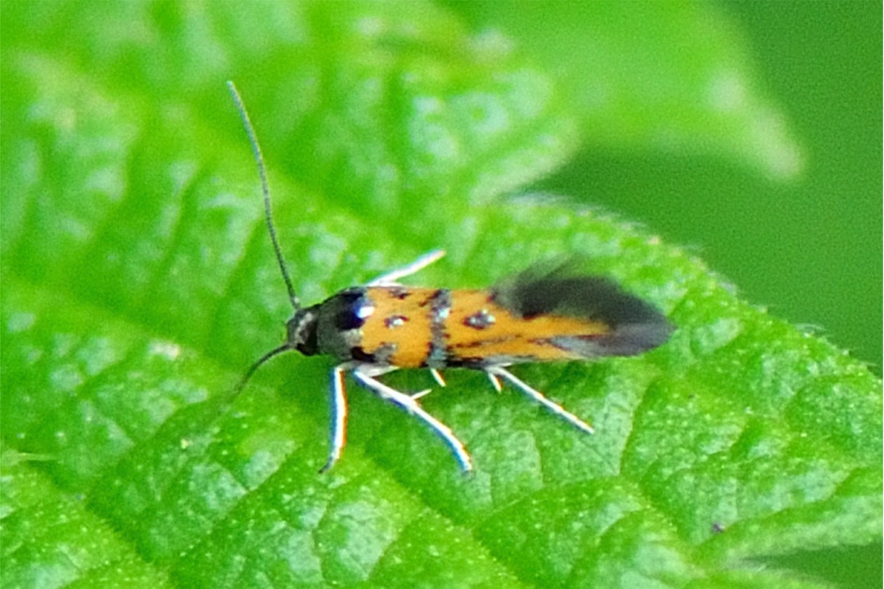 Chrysoesthia drurella