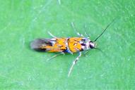 Chrysoesthia drurella