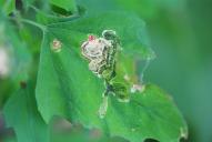 Chrysoesthia drurella(Mine)