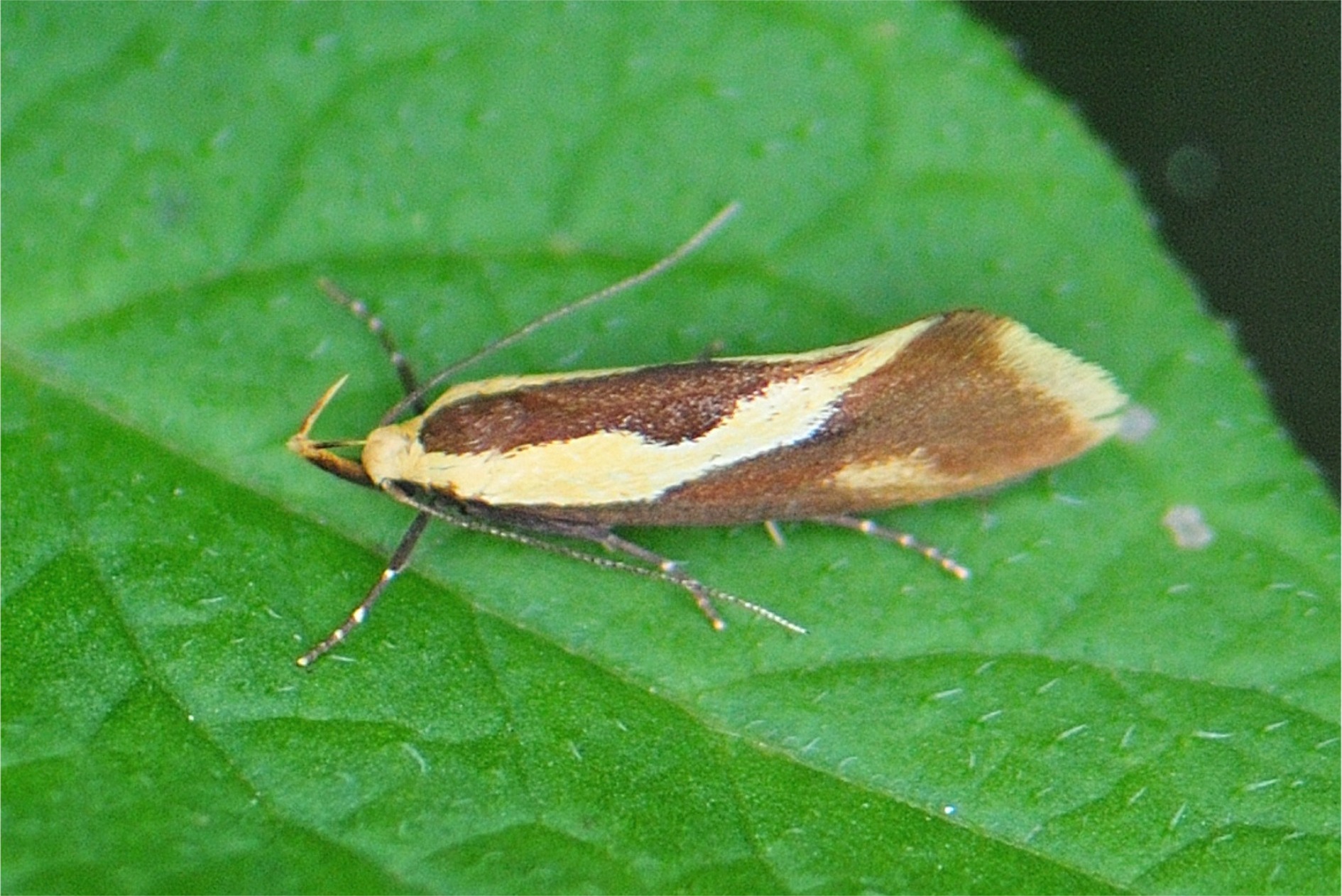 Harpella forficella