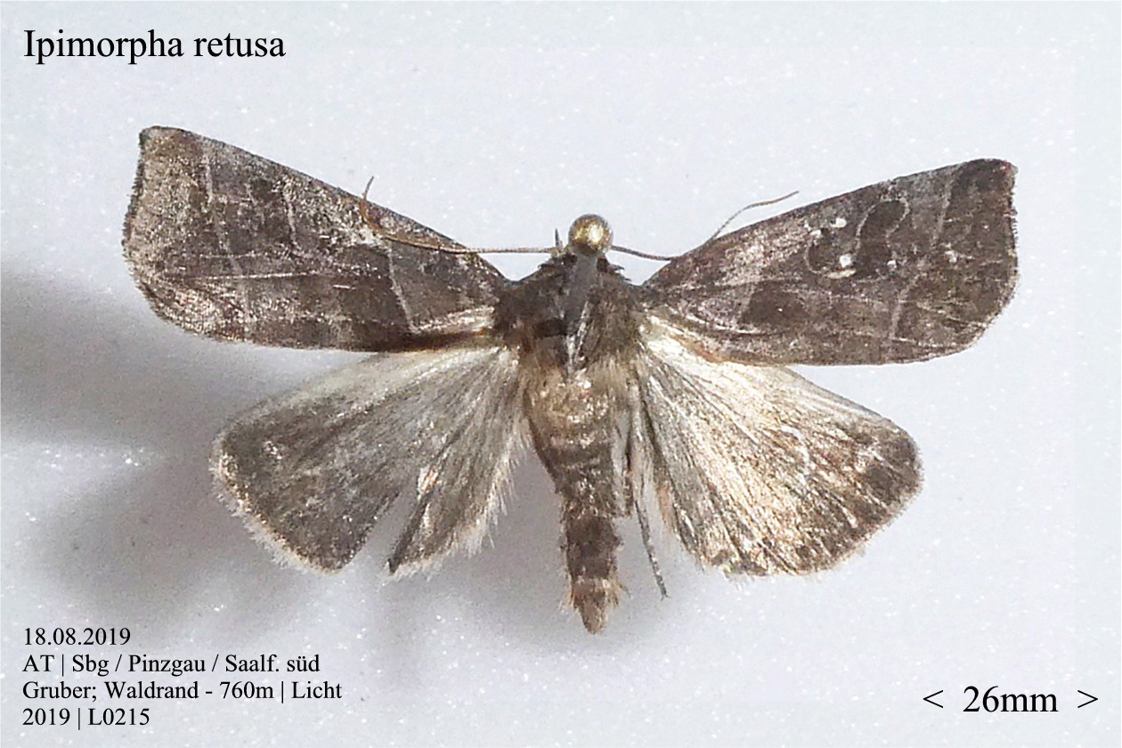 Ipimorpha retusa