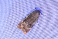 Noctua janthina