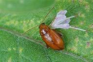 Neocrepidodera ferruginea