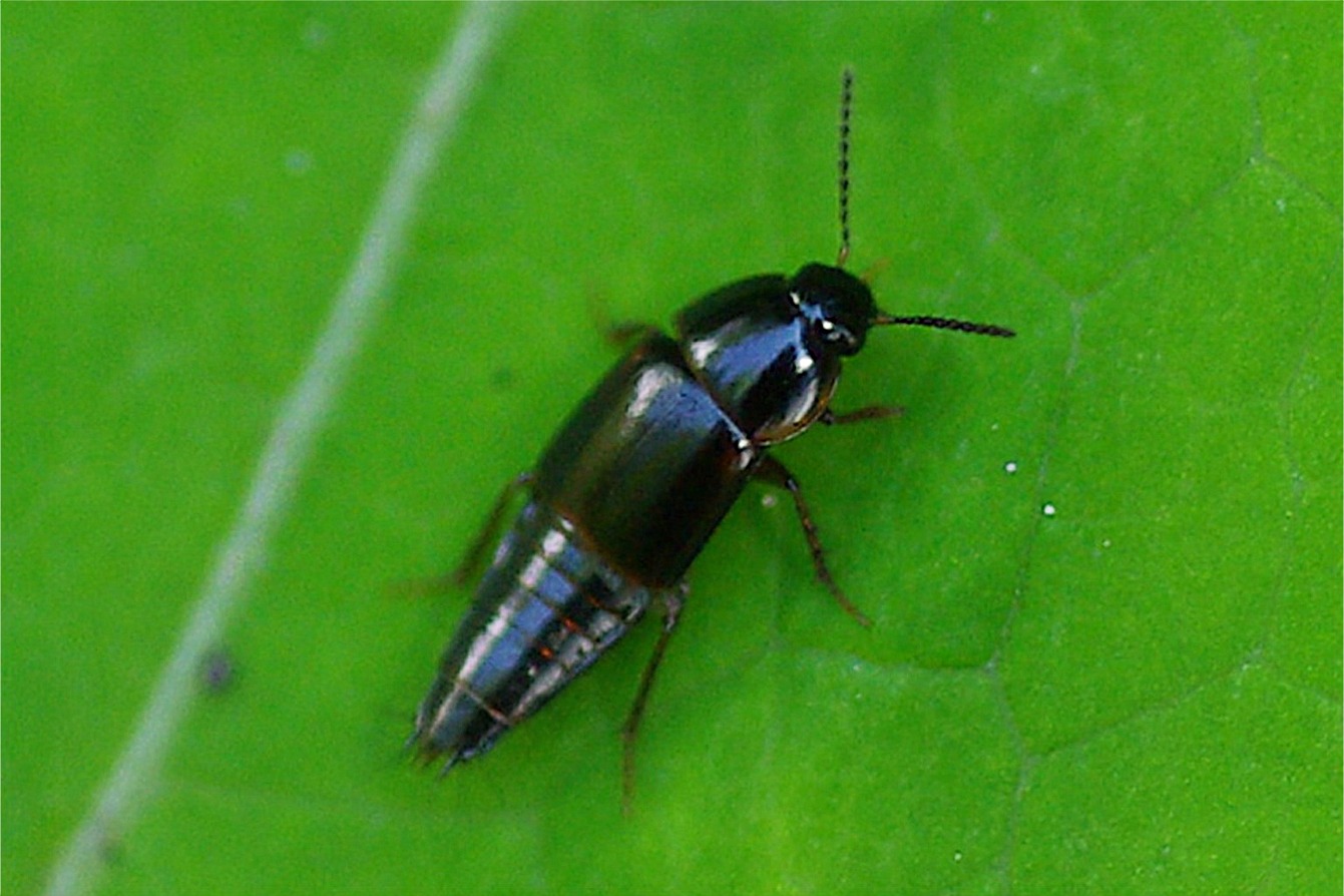 Tachinus signatus