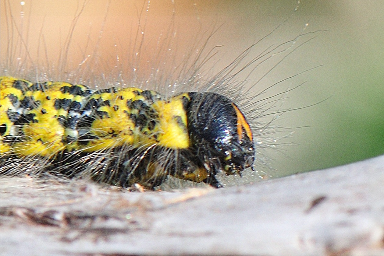 Phalera bucephala