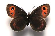 Erebia aethiops