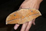 Antheraea yamamai(♂, aus Zucht)