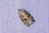 Dichelia histrionana