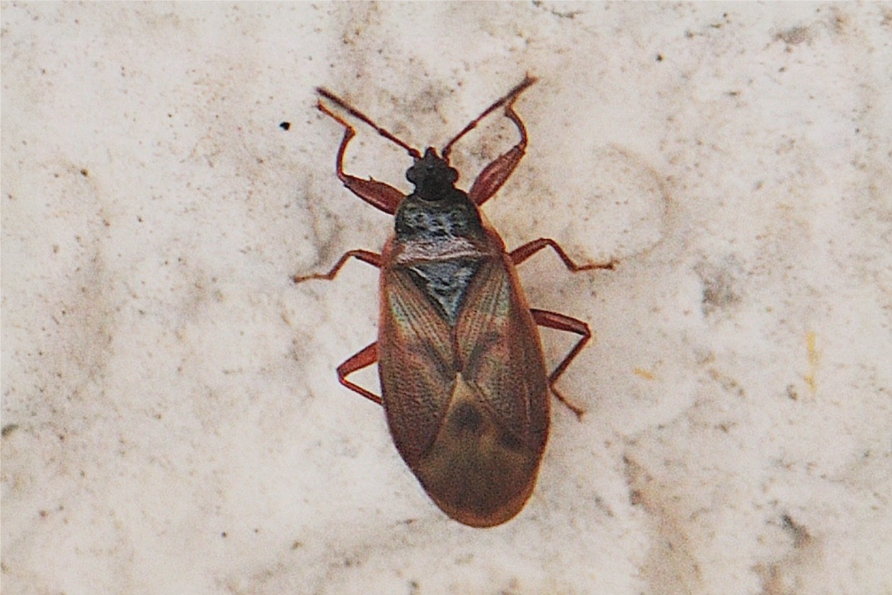 Gastrodes abietum