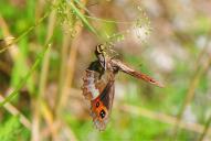 Erebia aethiops