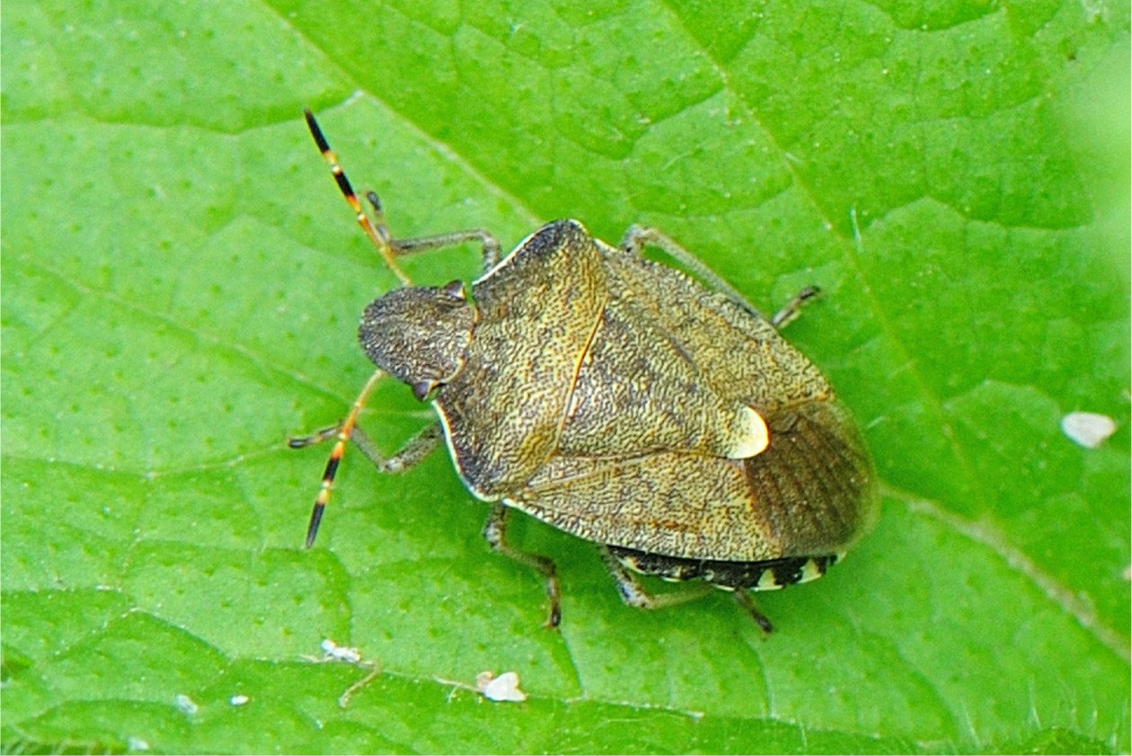 Peribalus strictus vernalis