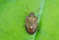 Peribalus strictus vernalis