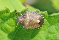 Peribalus strictus vernalis