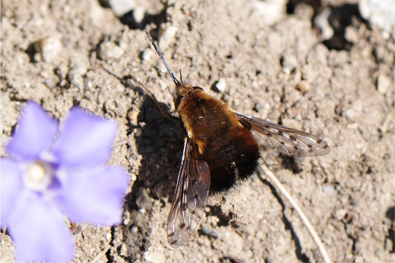 Bombylius discolor