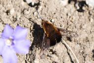 Bombylius discolor