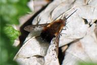Bombylius discolor