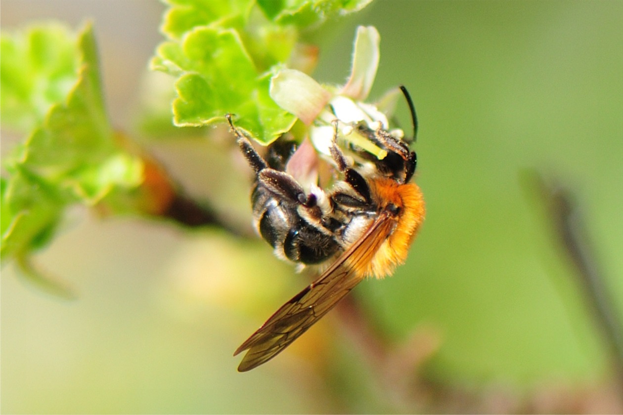 Andrena gravida