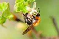 Andrena gravida