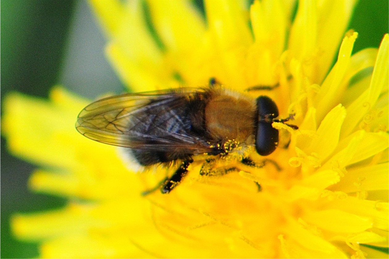 Criorhina berberina berberina