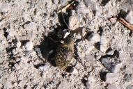 Otiorhynchus sulcatus