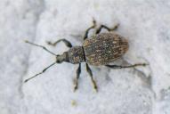 Otiorhynchus sulcatus