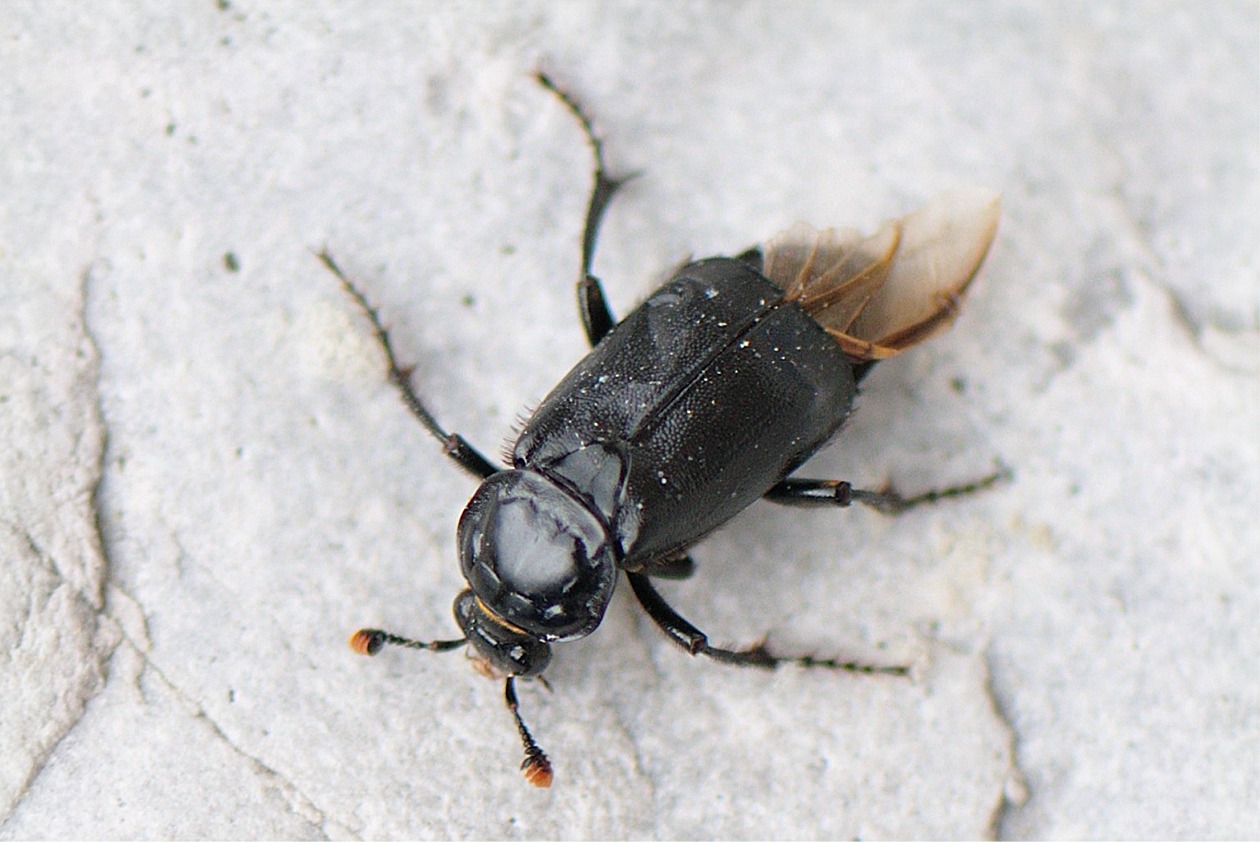 Nicrophorus humator