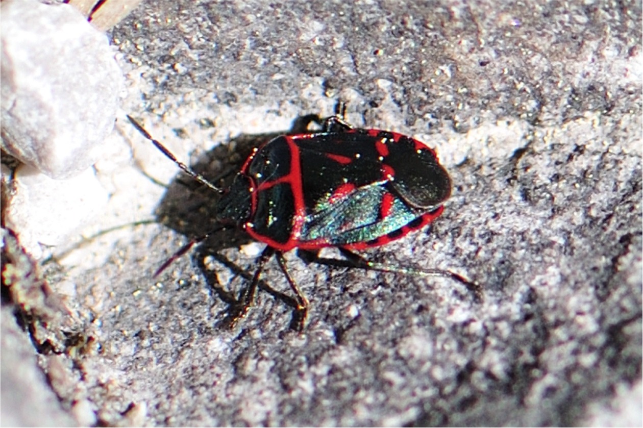 Eurydema rotundicollis