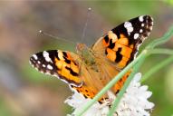 Vanessa cardui