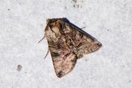 Abrostola tripartita