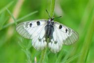 Parnassius mnemosyne