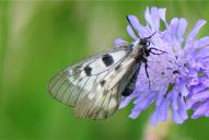 Parnassius mnemosyne(aus Zucht)