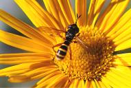 Conops quadrifasciatus