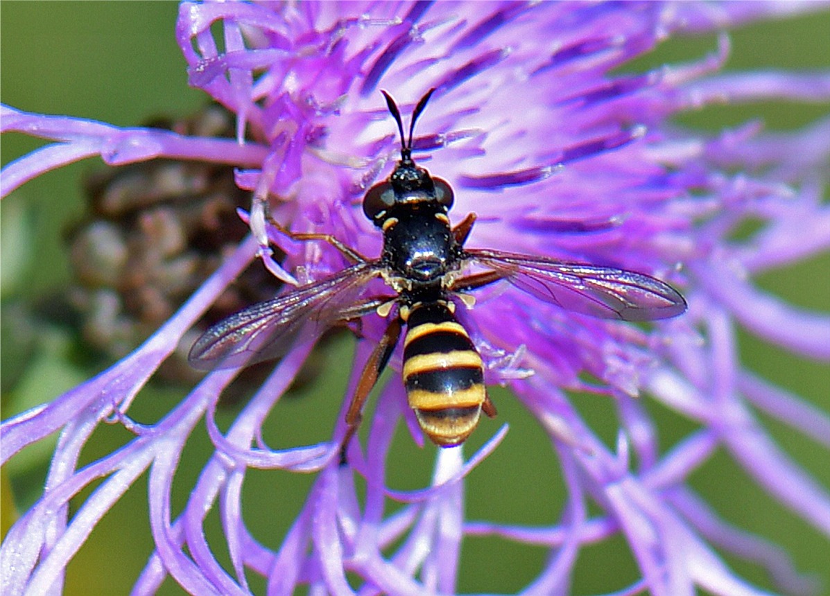 Conops quadrifasciatus