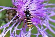 Conops quadrifasciatus